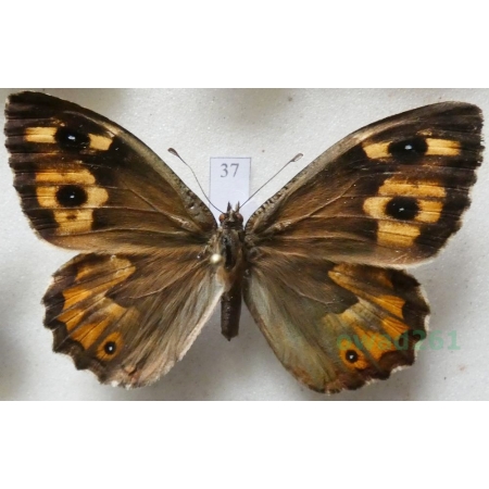 Hipparchia semele (Linnaeus, 1758) female Skalnik semele Croatia37